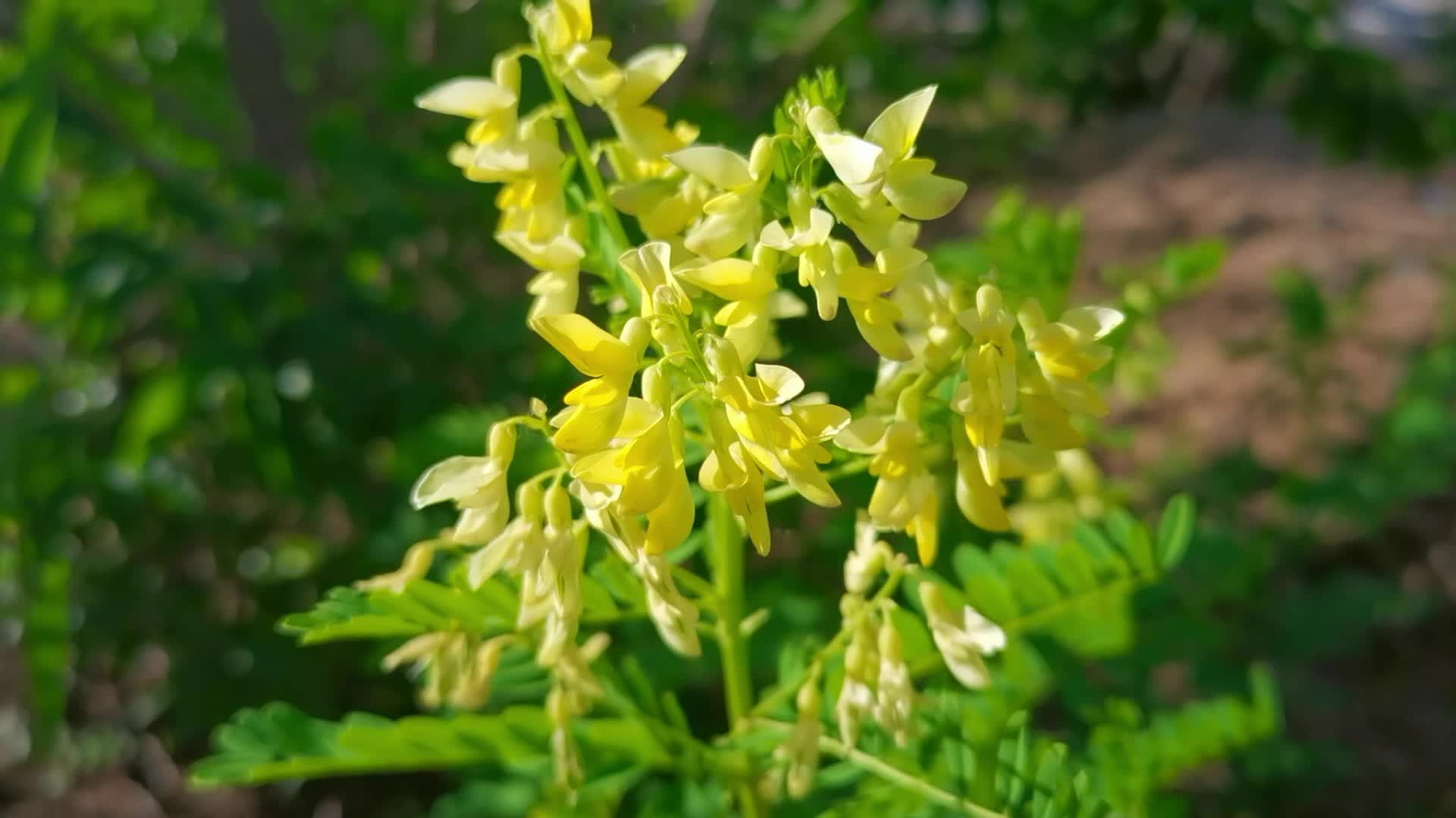 內蒙古綠藥園中藥材有限公司【黃芪種植網】